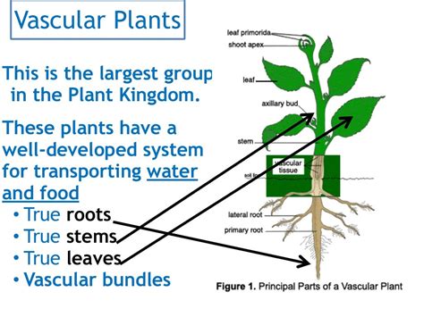 vascular plant意思|Vascular Plants: Definition, Classification ...